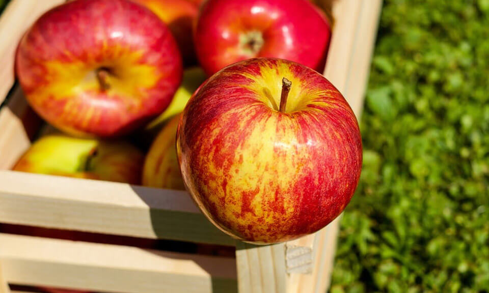 apple cider vinegar recipe