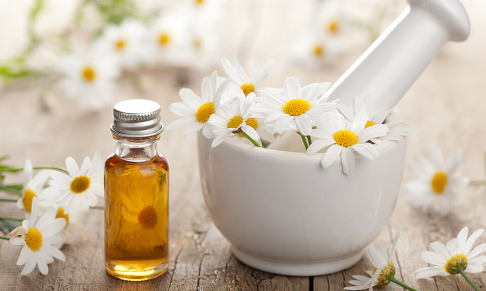 Essential Oils Roman Chamomile Essential Oils Roman Chamomile